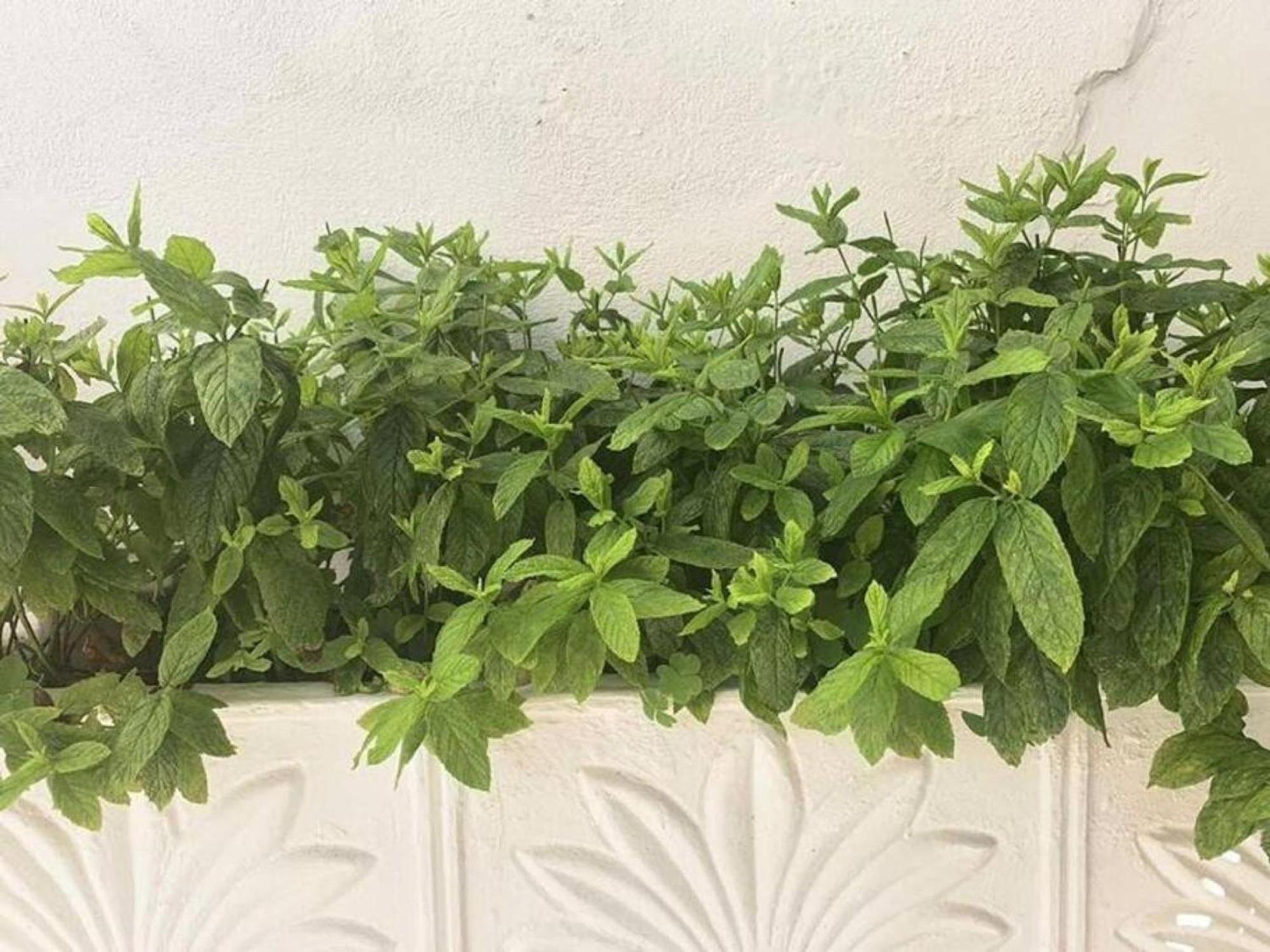 Dolce Vita - In The Heart Of Lefkada - Lefkada Bnb Exterior foto
